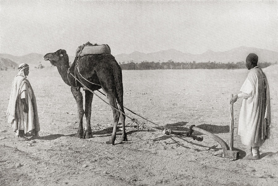 A Camel Plow Being Used In Algiers Drawing by Vintage Design Pics