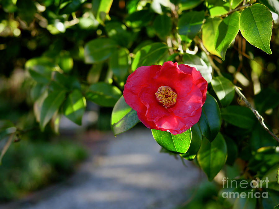 A Camellia Bloom Photograph by Rachel Morrison