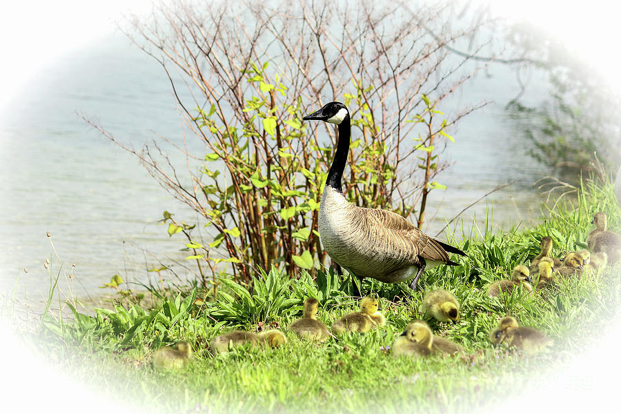 A Canada Goose And Goslings Photograph