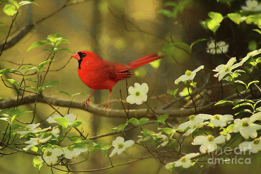 A Cardinal and His Dogwood Photograph by Darren Fisher