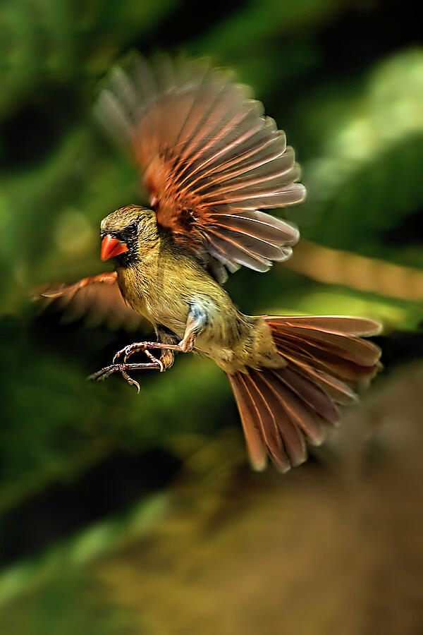 Cardinal Photograph - A Cardinal Approaches by Kay Brewer