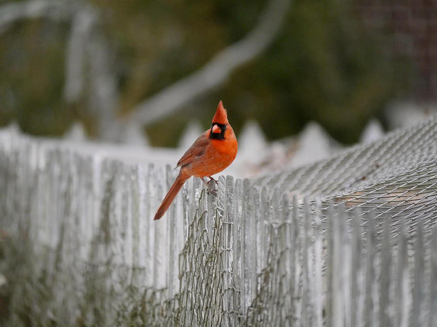 A Cardinal at the Farm Photograph by Rachel Morrison