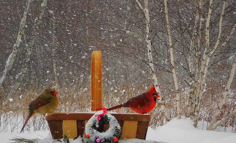 A Cardinal Christmas Photograph by Karen Cook - Fine Art America