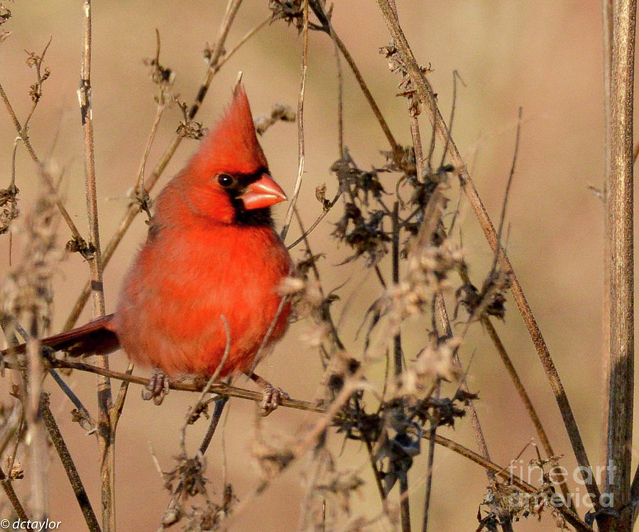 A Cardinal Photograph by David Taylor