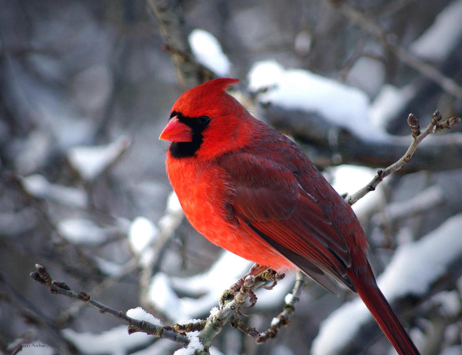 A Cardinal Day... Photograph by Arthur Miller