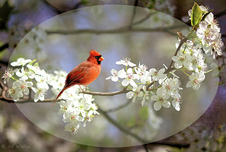 A Cardinal in a Pear Tree 2 Photograph by Bonnie Willis