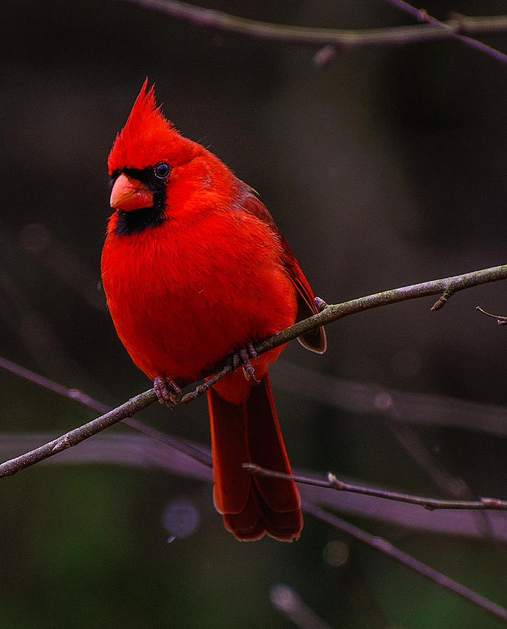 A Cardinal In January  Photograph by John Harding