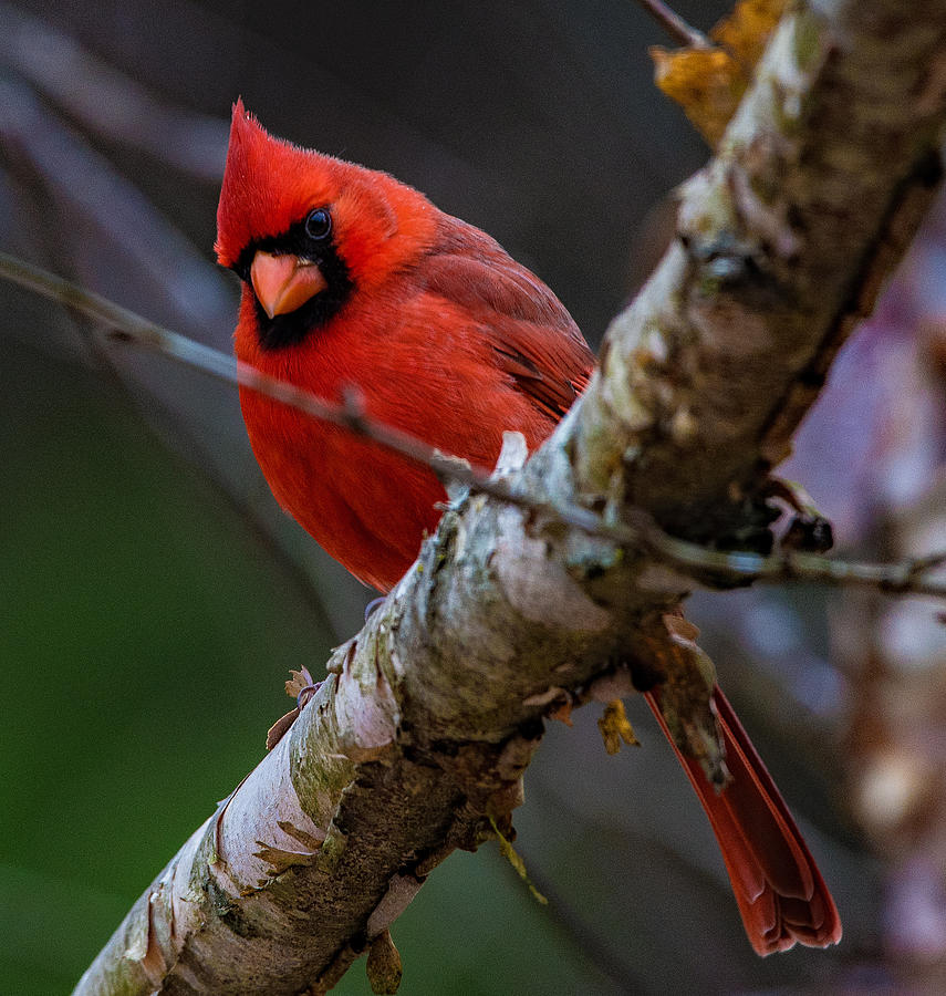A Cardinal In Spring   Photograph by John Harding