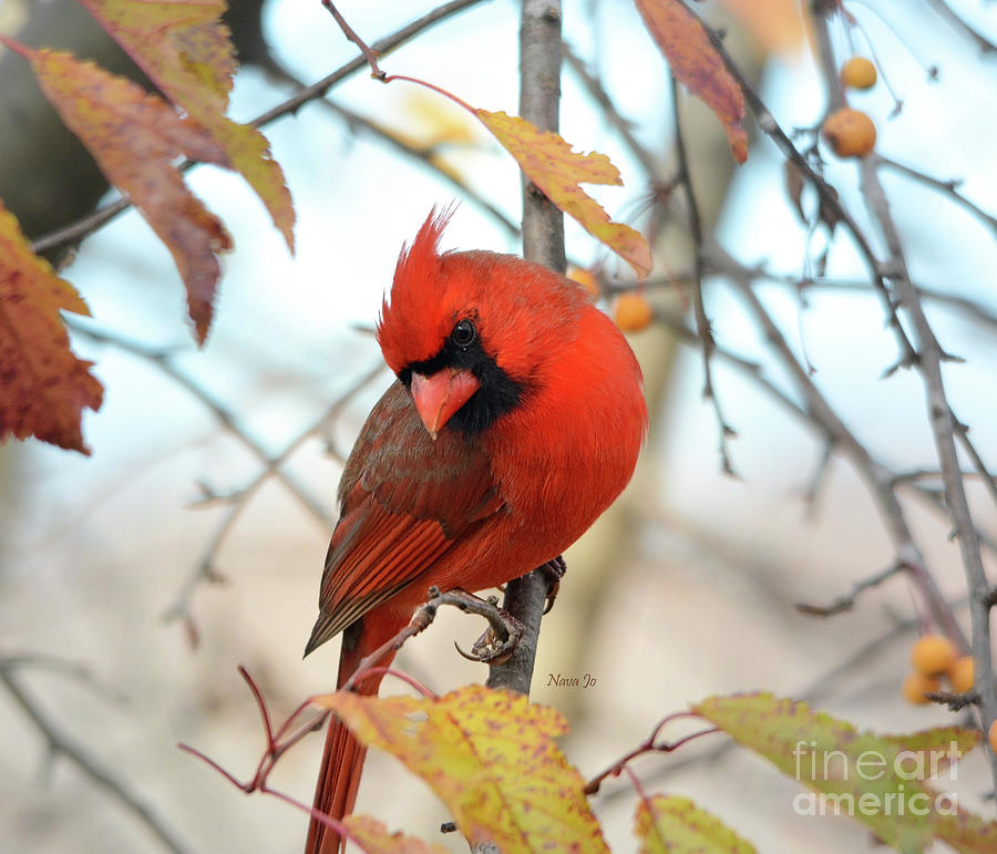 A Cardinal Kind Of Day Photograph by Nava Thompson
