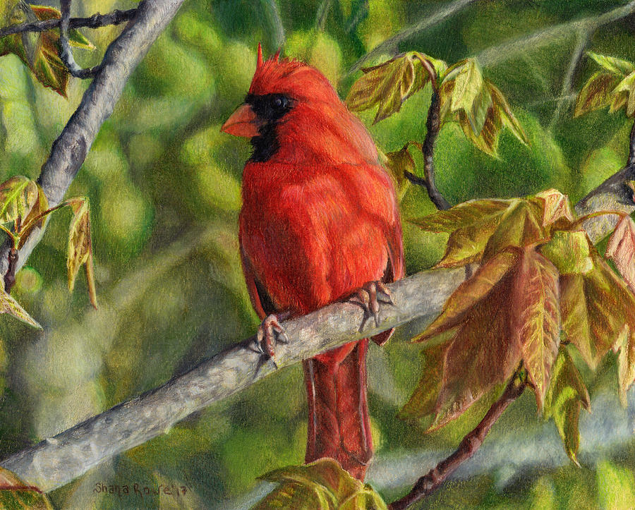A Cardinal Named Carl Drawing by Shana Rowe Jackson