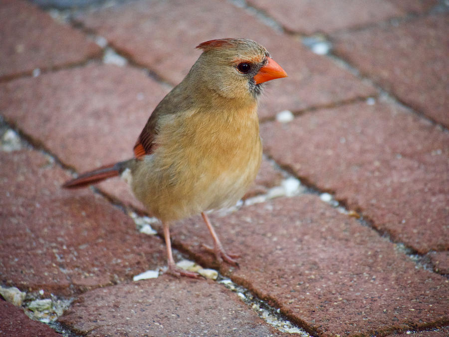 A Cardinal on a Brick Road Photograph by Rachel Morrison