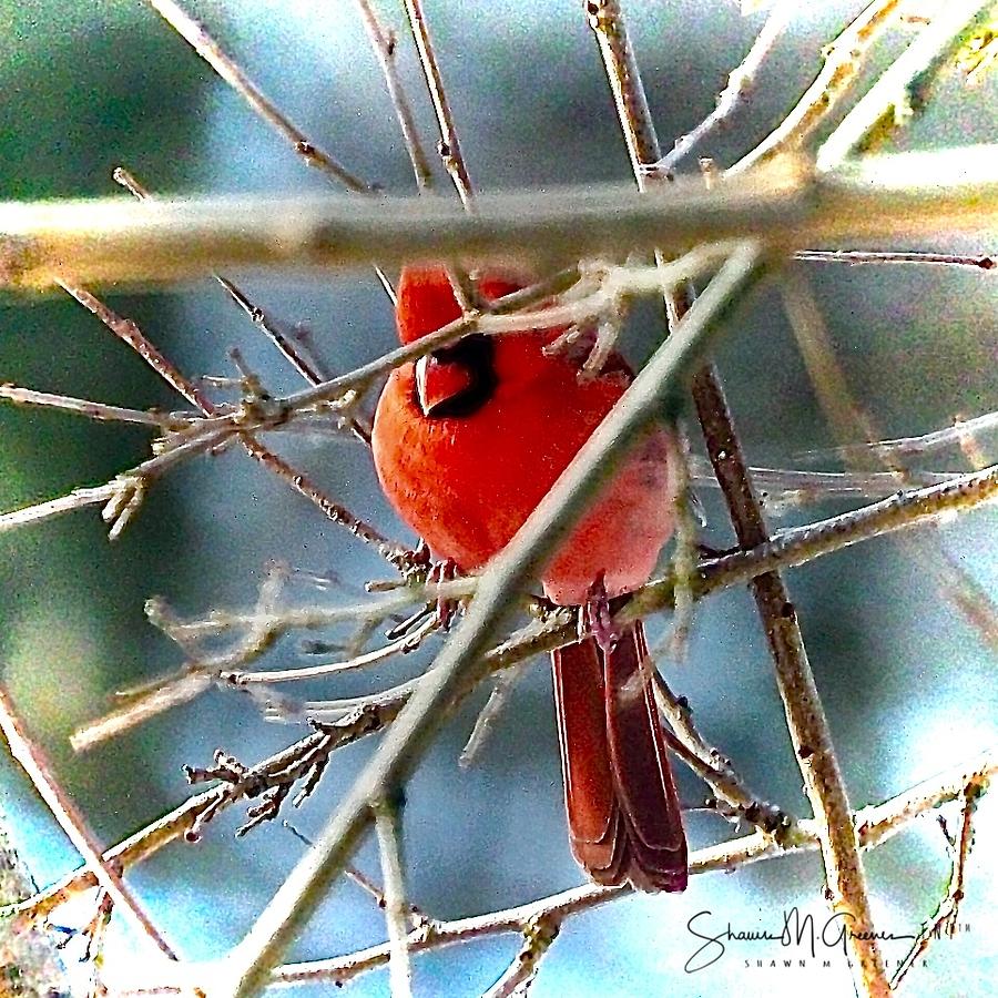 A Cardinal Rule Photograph by Shawn M Greener