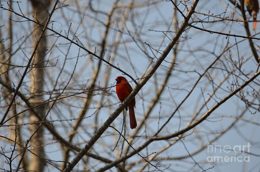 A Cardinal Song Photograph by Maria Urso
