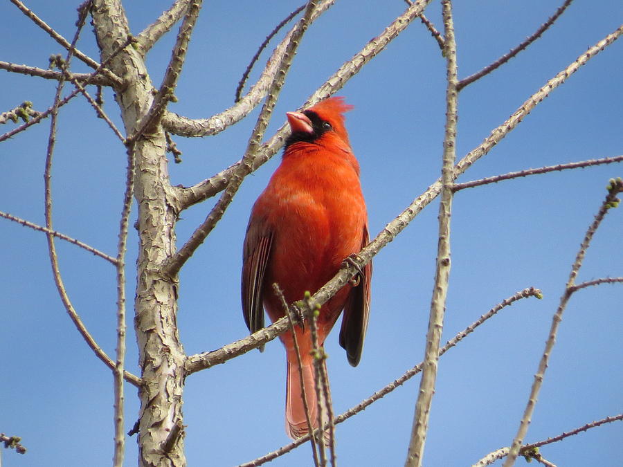 A Cardinal Surveys Its Surroundings Photograph