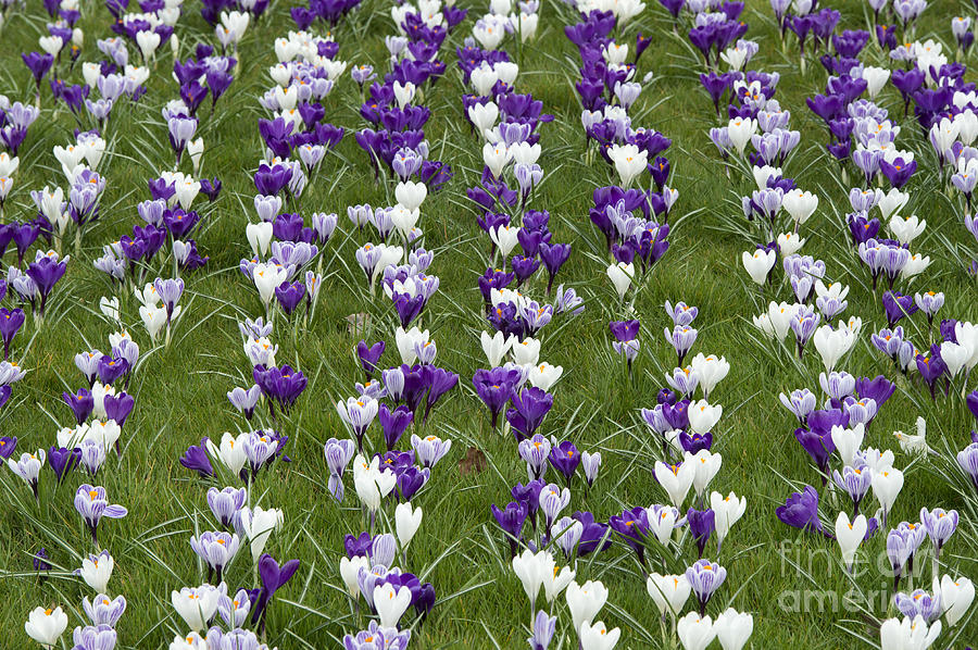 Flower Photograph - A Carpet of Color by Tim Gainey