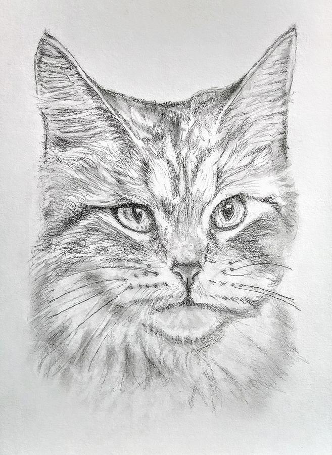 A Cat called Rascal. Drawing by Paul Blackmore | Fine Art America