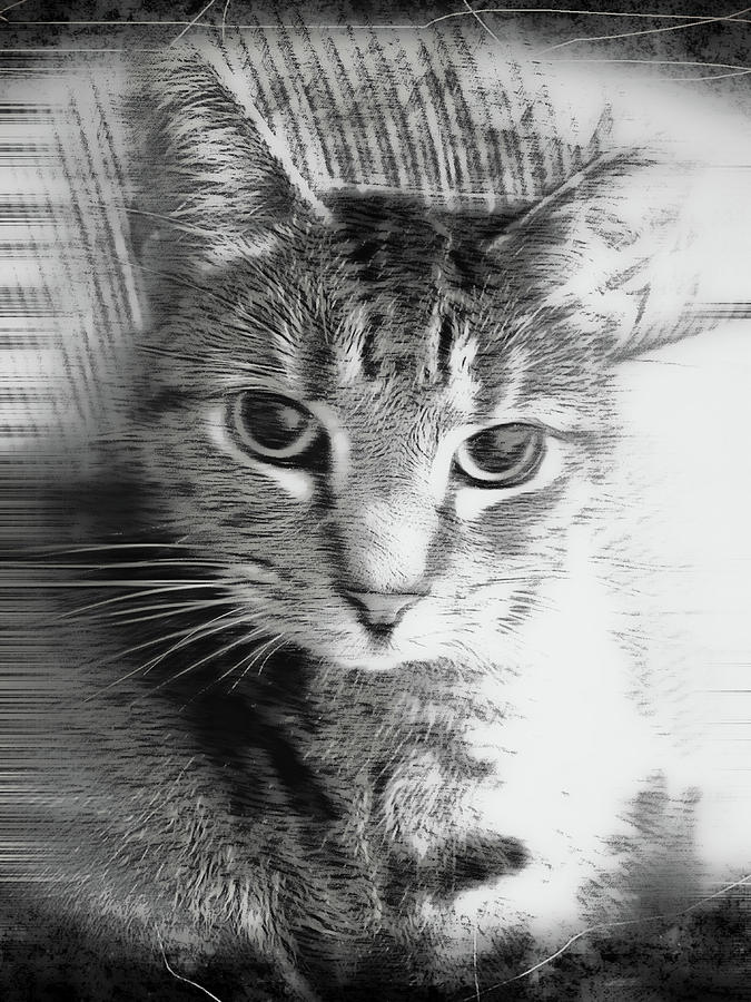 Abstract Photograph - A Cat illustration by Tom Gowanlock
