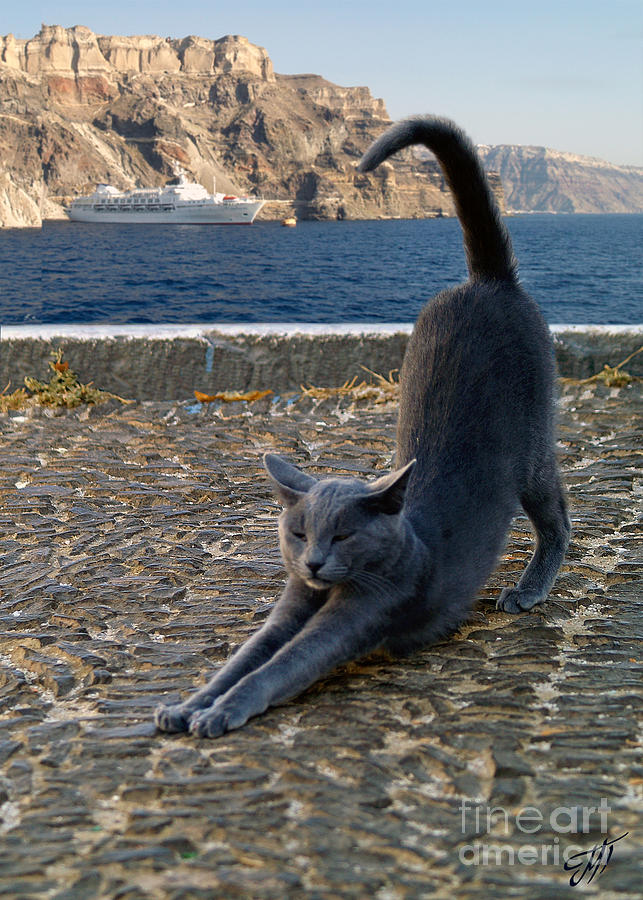 A cat in Santorini Photograph by Art by Magdalene