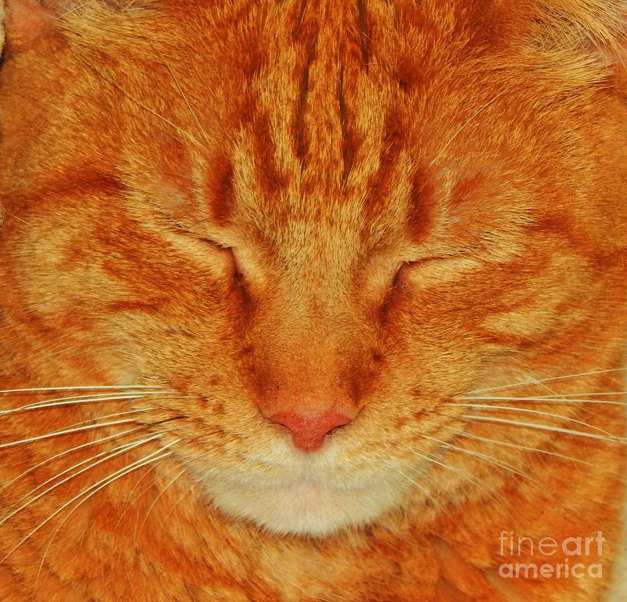 A Cat Portrait Photograph
