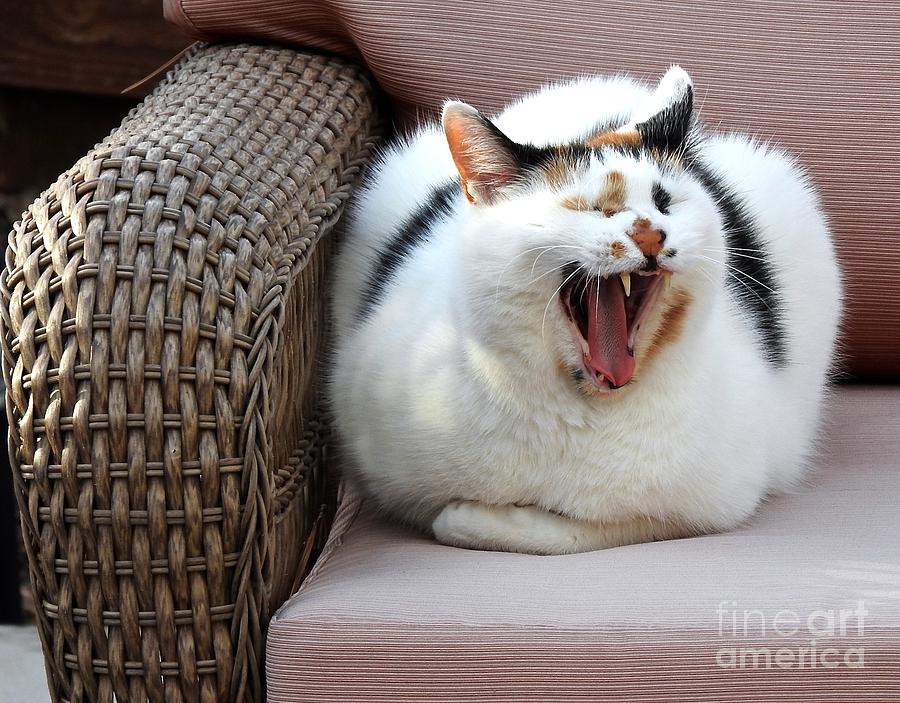A Cat Yawn or a Scream? Photograph by Phyllis Kaltenbach