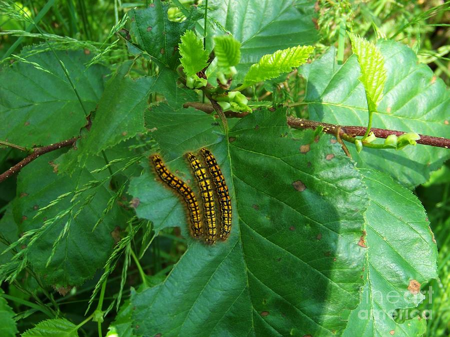 A Caterpillar Eruption Photograph by Charles Robinson