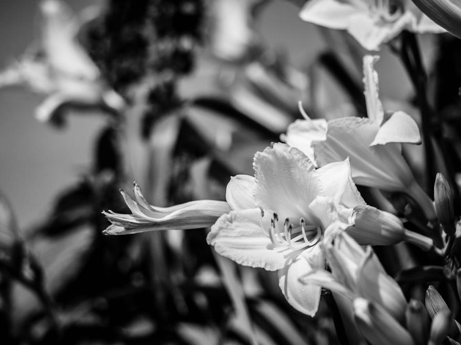 Flower Photograph - Day Lily in Black and White by Cathy Smith