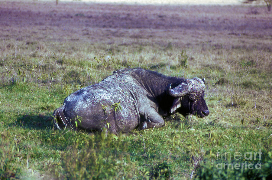 A Catnapping Buffalo Photograph by Morris Keyonzo