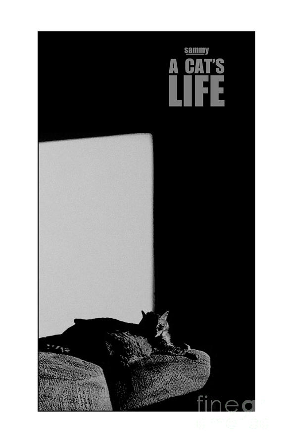 A Cats Life Photograph by Bruce Crummy - Fine Art America