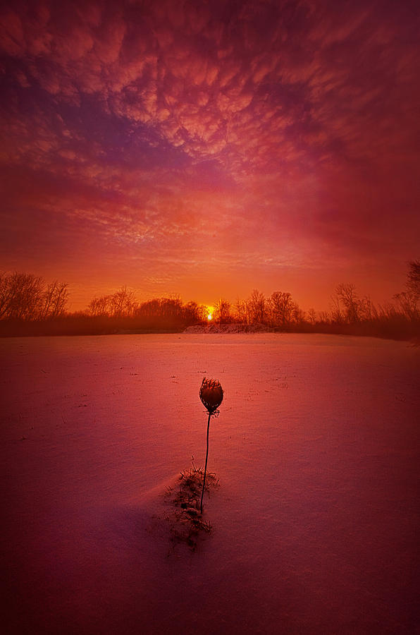 Winter Photograph - A Chance Meeting by Phil Koch