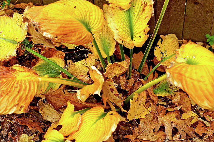 a-change-in-the-weather-photograph-by-ira-shander-fine-art-america