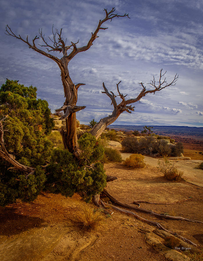 Desert Photograph - A Change of Light by Tim Bryan