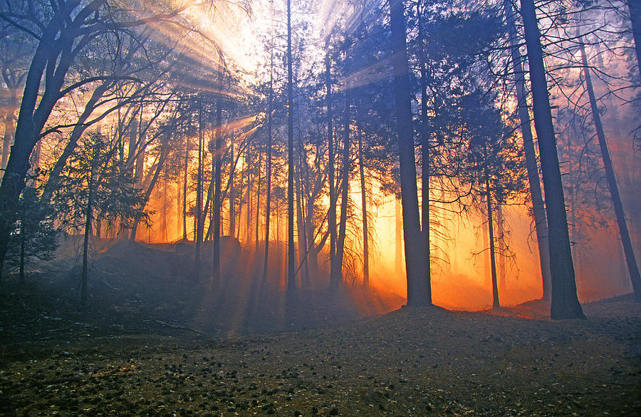 A Charred Forest in Yosemite Photograph by Buddy Mays