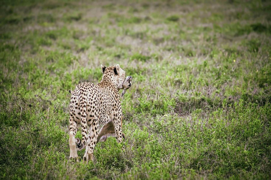 A cheetah with a young Thompson gazelle in its jaws Photograph by ...