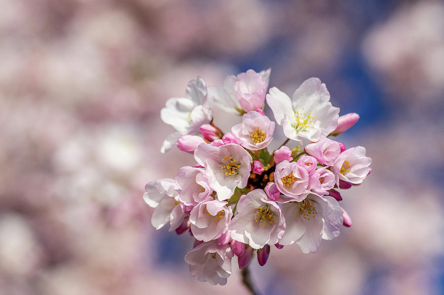 cherry blossom bouquet