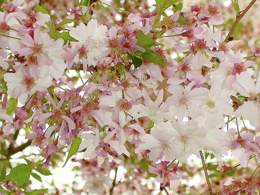 A Cherry Blossom Profusion Photograph by Margie Avellino