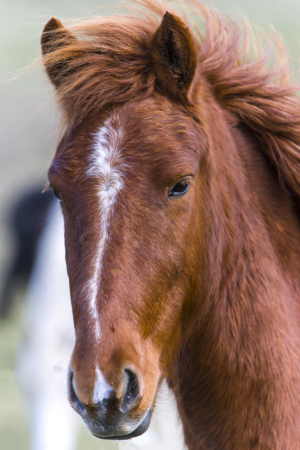 A Chestnut Horse portrait Photograph by Andy Myatt