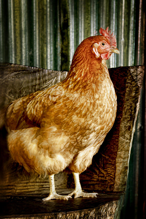 A Chicken named Rembrandt Photograph by Holly Kempe