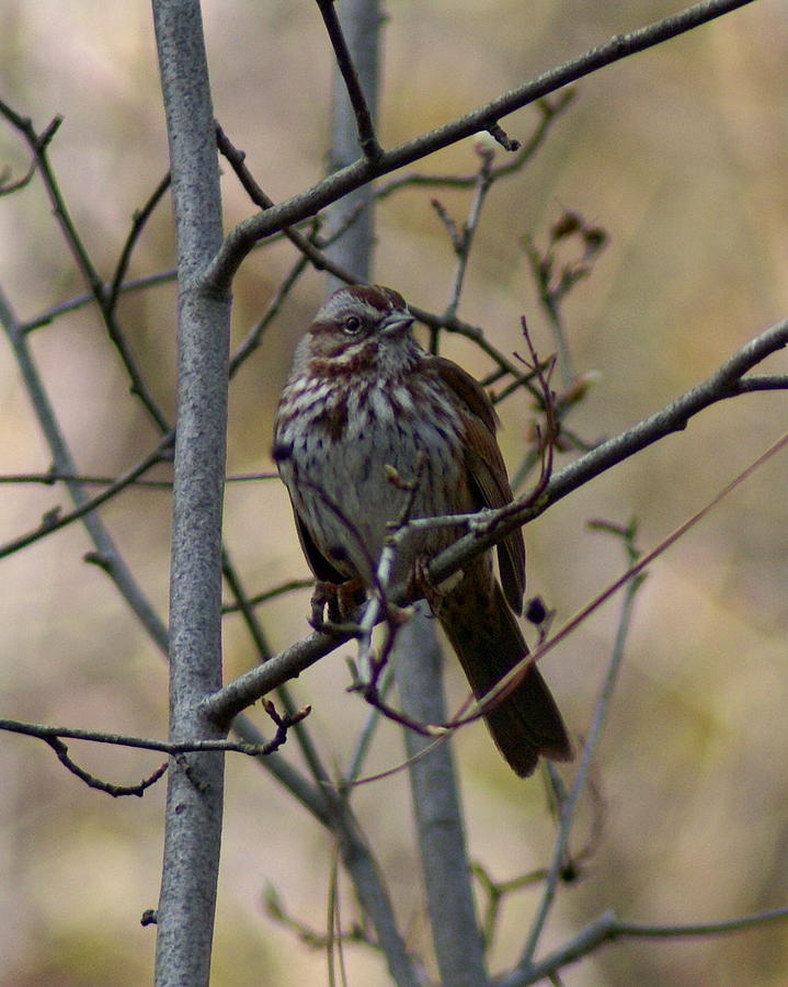 Bird Photograph - A Chipping Sparrow by Ben Upham III