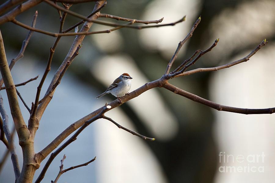A Chipping Sparrow Photograph by Rachel Morrison