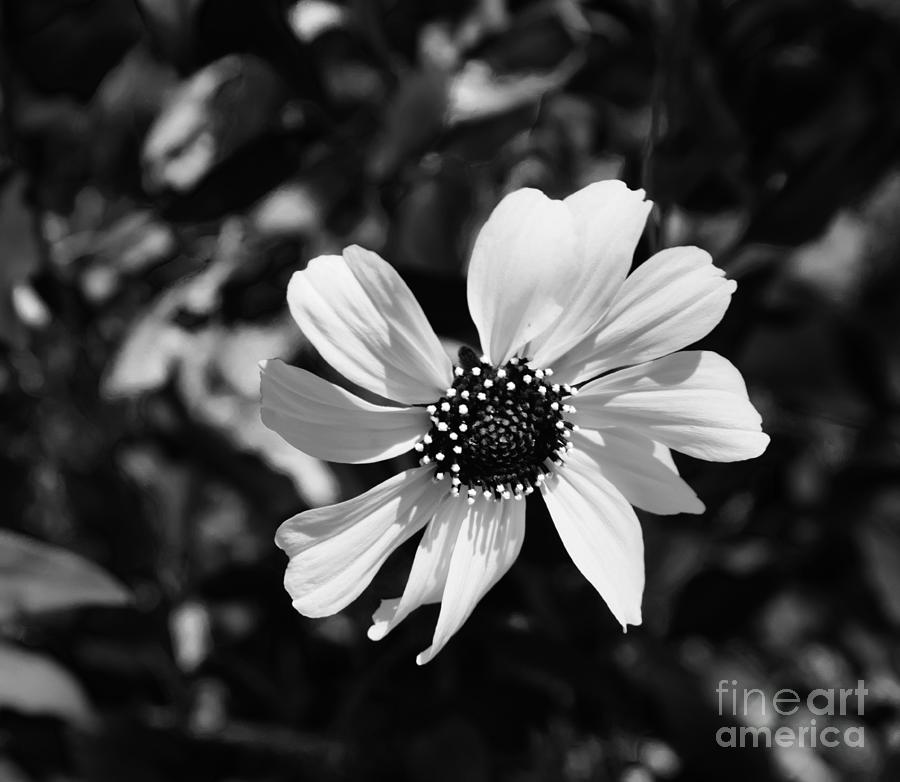 A Chocolate Daisy Standout Photograph by Janet Marie