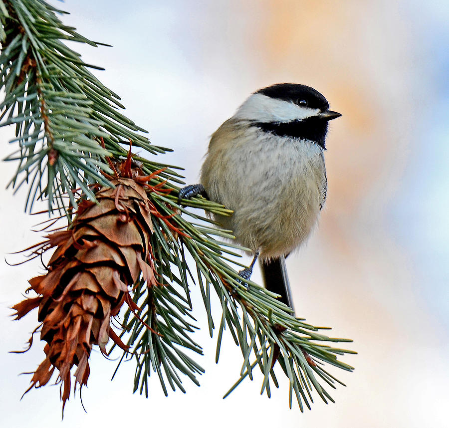 A Christmas Chickadee Photograph by Rodney Campbell