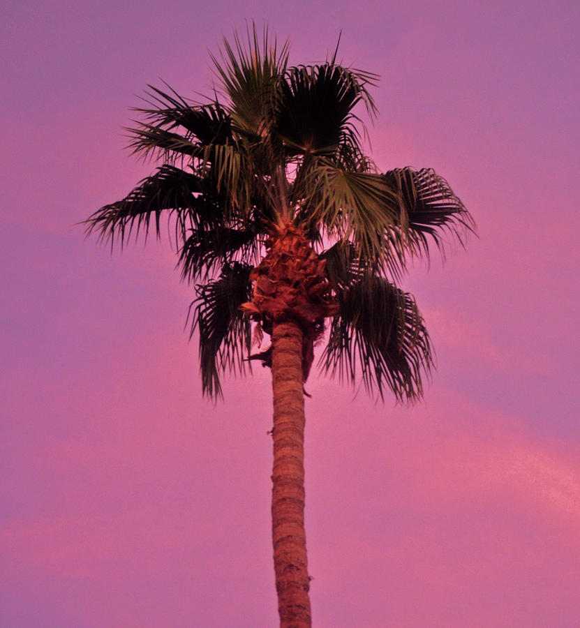 A Christmas Palm Tree Photograph by Jay Milo
