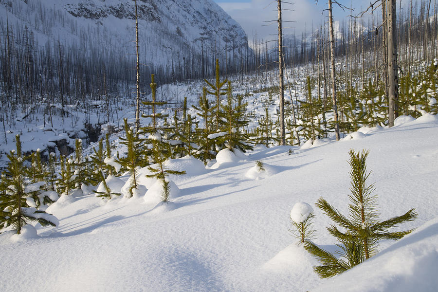A Christmas Tree Forest Photograph by Bill Cubitt