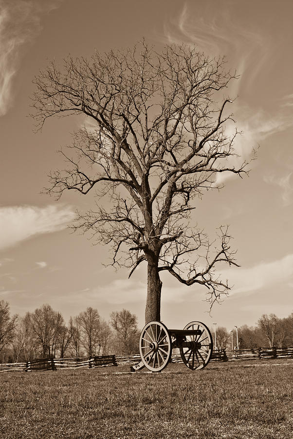 Tree Photograph - A Civil War by Douglas Barnett