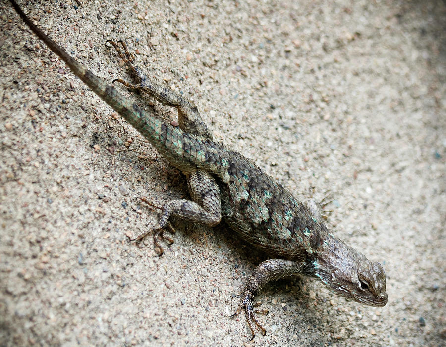 A Clark's Spiny Lizard On A Wall, Sceloporus Clarkii Photograph By ...