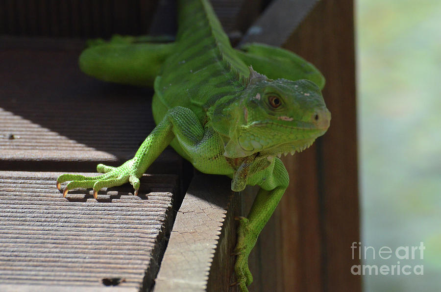 A Close Look at a Green Iguana Photograph by DejaVu Designs