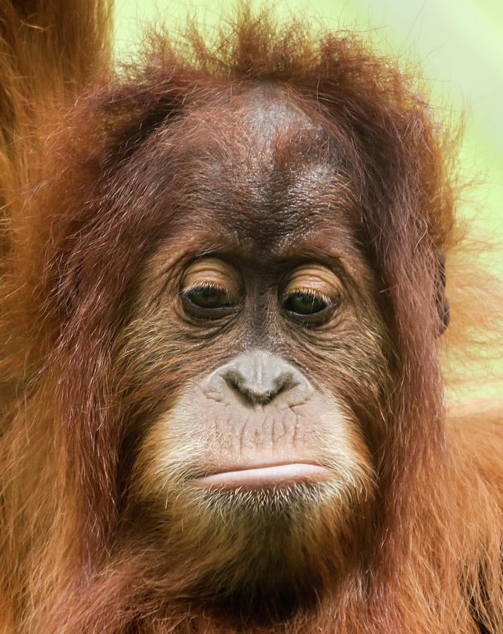 A Close Portrait of a Sad  Young Orangutan  Photograph by 