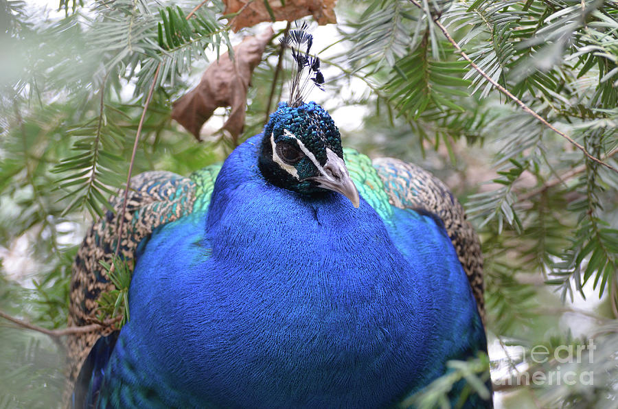 A Close Up Look at a Blue Peafowl Photograph by DejaVu Designs