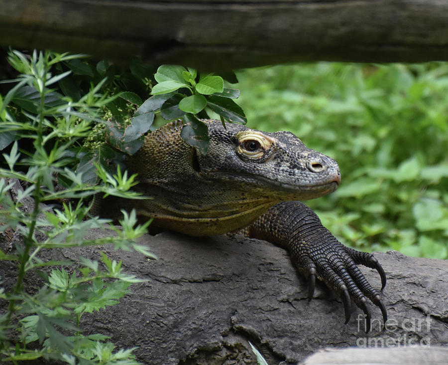 A Close Up Look at a Komodo Dragon Lizard Photograph by DejaVu Designs