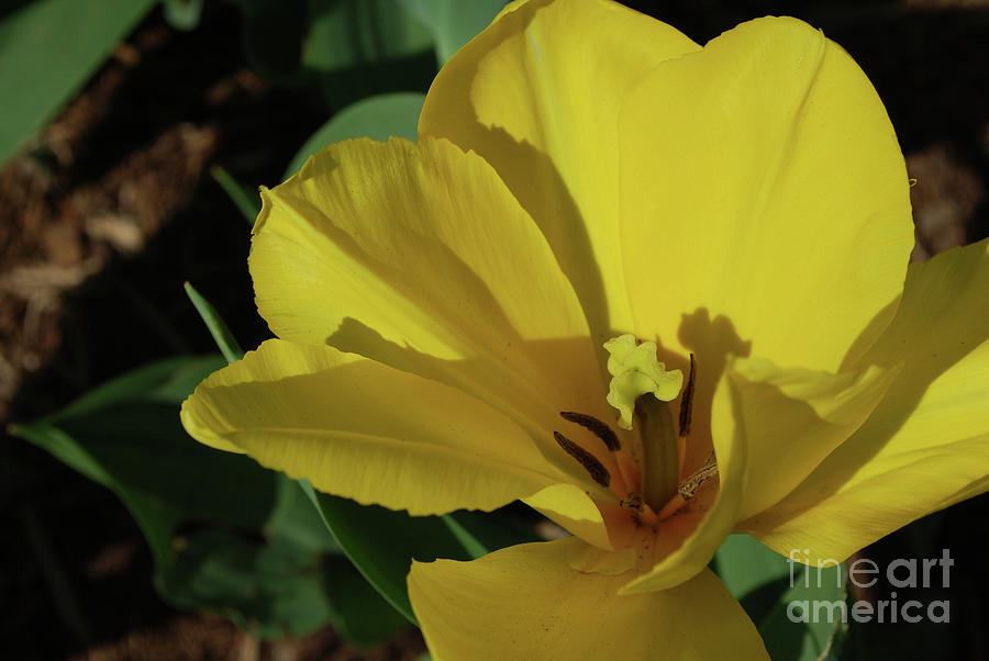 A Close Up Look at a Yellow Flowering Tulip Blossom Photograph by DejaVu Designs